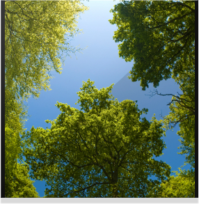 Very Tall Trees With The Sky As The Background.